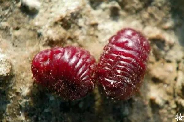 口红是哪种虫子做的（胭脂虫是如何被制作成口红的）  第4张